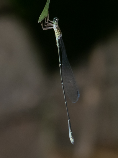 Oristicta filicicola male (5 of 5).jpg